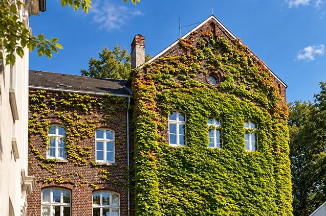 Backsteingebäude mit Sprossenfenstern, dessen Fassade fast ganz mit Wildem Wein bewachsen ist, in Essen-Werden.