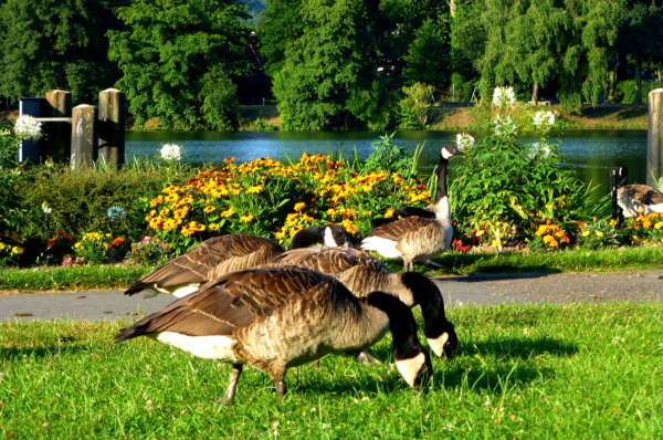 Gänse auf einer Wiese vor blühenden Beeten und einem Gewässer.
