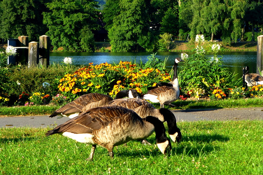 Gänse auf einer Wiese vor blühenden Beeten und einem Gewässer.