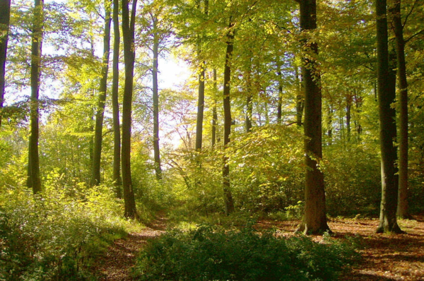 Grüner Laubwald mit hohen Bäumen im einfallenden Sonnenlicht.
