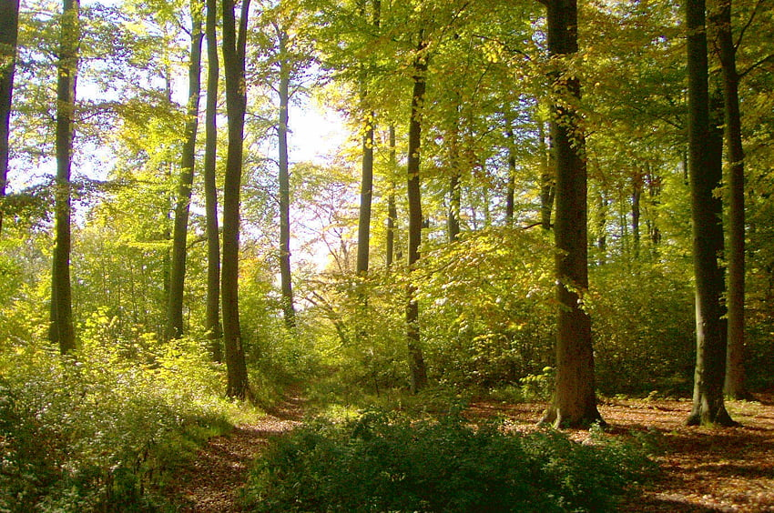 Grüner Laubwald mit hohen Bäumen im einfallenden Sonnenlicht.
