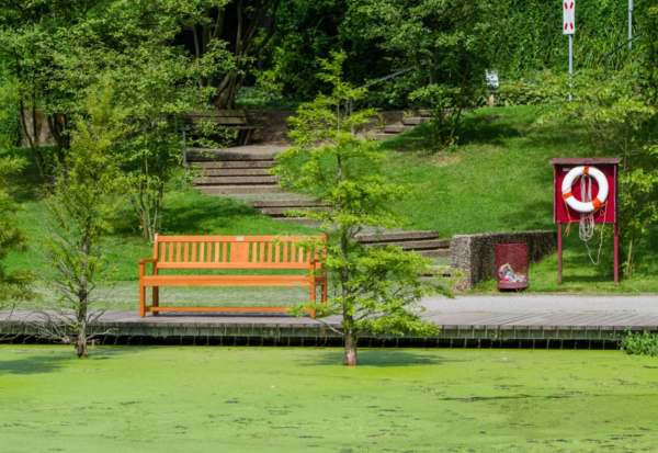 Holzbank an einem Teich in einer grünen Parkanlage