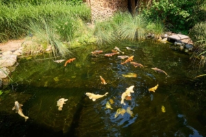 teich