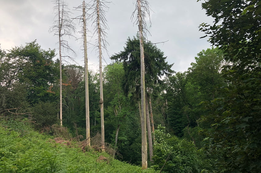 Waldfläche mit dichtem Grün und mehreren abgestorbenen Baumstämmen.