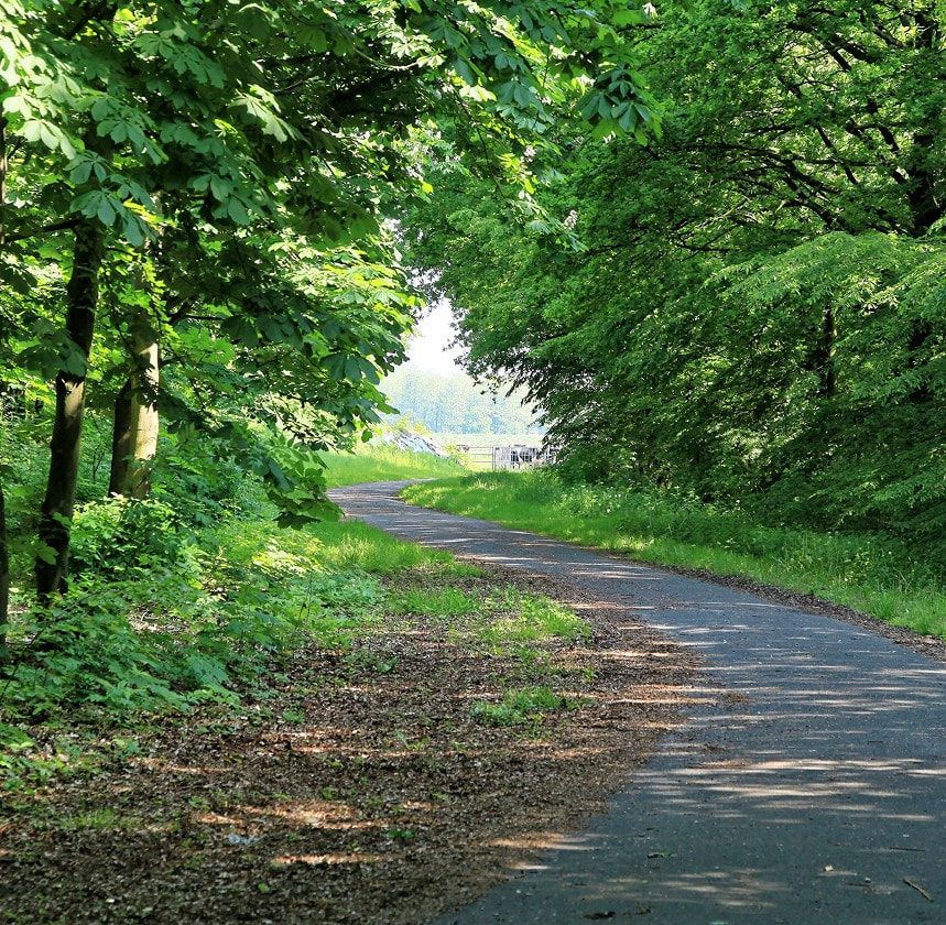 Schattiger Waldweg zwischen dichtem grünen Baumbestand.
